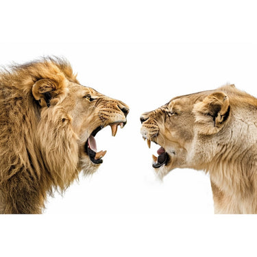 Lion and Lioness Canvas